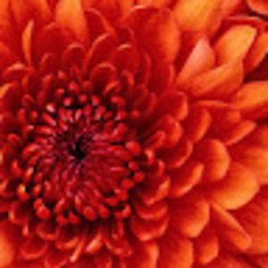 Meet your Posher, Mackenna